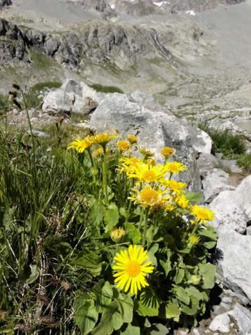 arnica-flower-pain-health