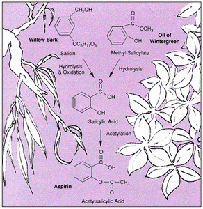 willow-bark-medicine-salicin